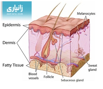 زیادبوونی ڕێژەی کۆڵسترۆڵ