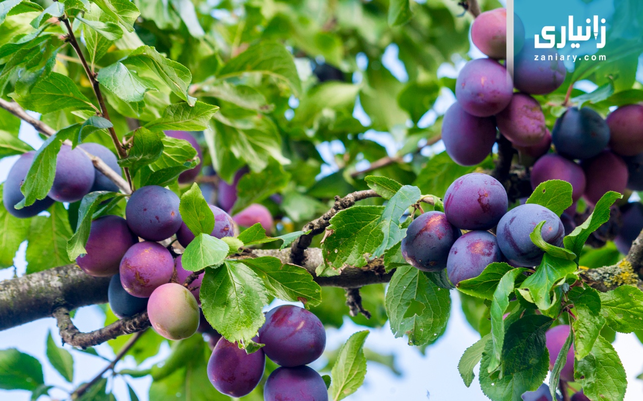 سوودەکانی هەڵوژە ڕەشە